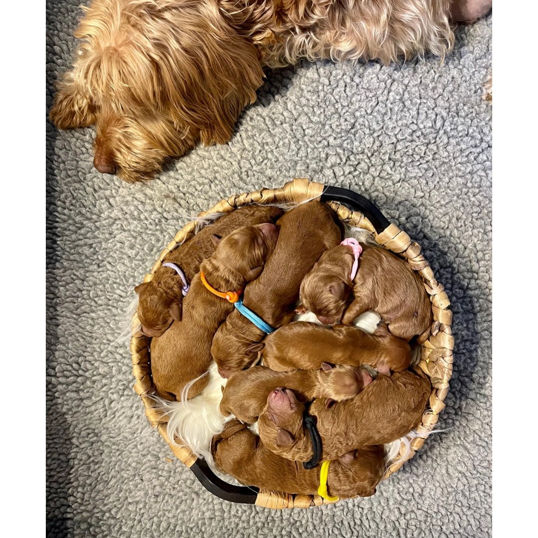 F1b Labradoodle Puppy
