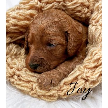 F1b Goldendoodle Puppy