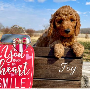 F1b Goldendoodle Puppy