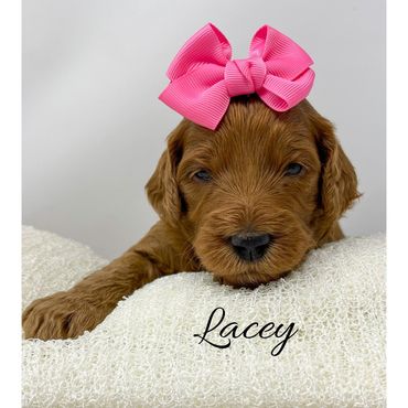 F1b Goldendoodle Puppy