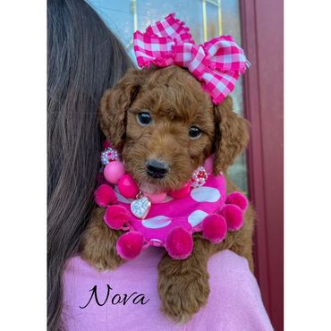 Mini Goldendoodle