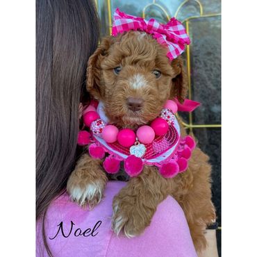 Mini Goldendoodle