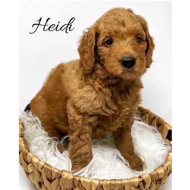 F1b Goldendoodle Puppy