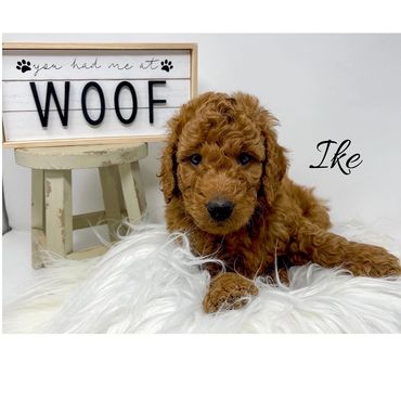 F1b Labradoodle Puppy