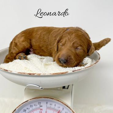 F1b Goldendoodle Puppy