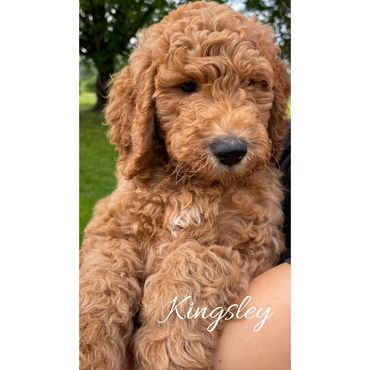 F1bb Goldendoodle puppy
