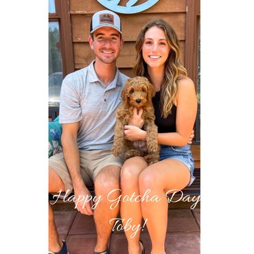 F1b Goldendoodle Puppy