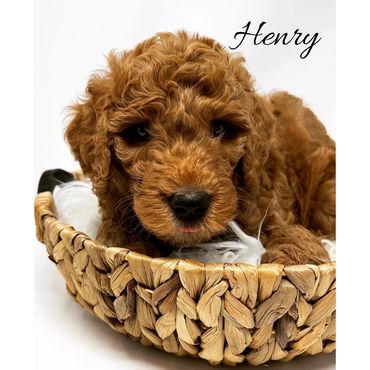 F1b Goldendoodle Puppy