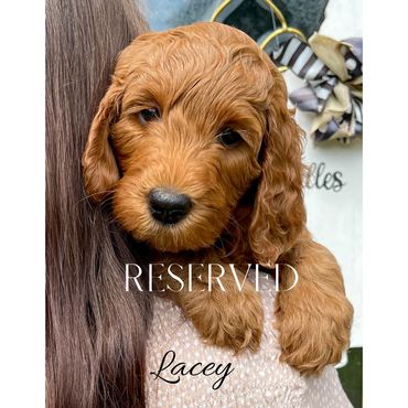 F1b Goldendoodle Puppy