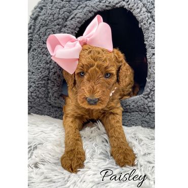 Mini Goldendoodle