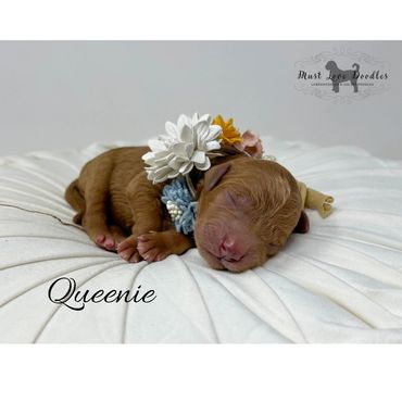 Mini Labradoodle Puppy