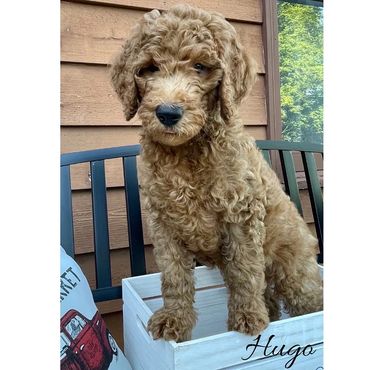 F1b Goldendoodle Puppy