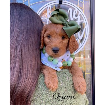 Mini Labradoodle Puppy