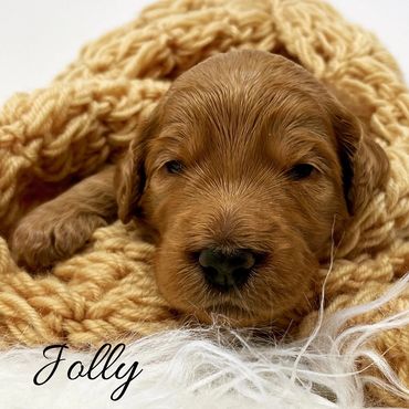F1b Goldendoodle Puppy