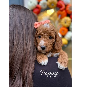 Mini Goldendoodle