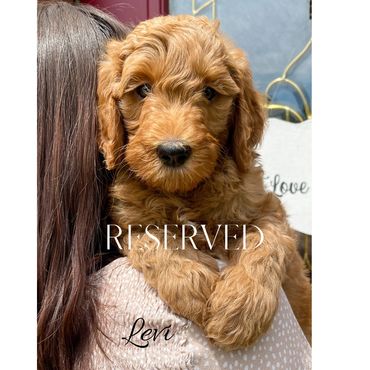 F1b Goldendoodle Puppy
