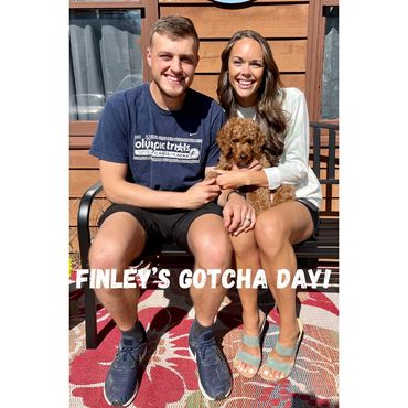 F1b Goldendoodle Puppy