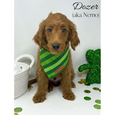 Mini Goldendoodle