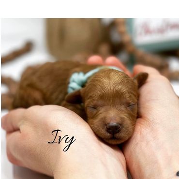 F1b Labradoodle Puppy