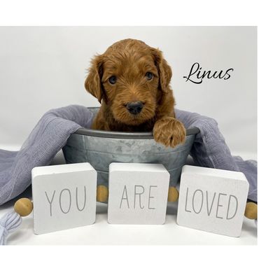 F1b Goldendoodle Puppy