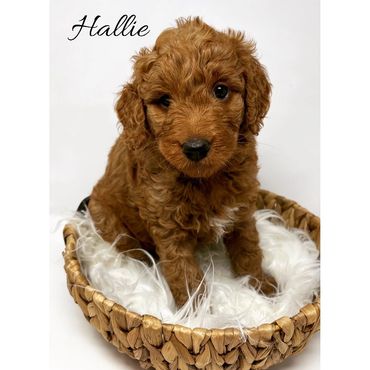 F1b Goldendoodle Puppy