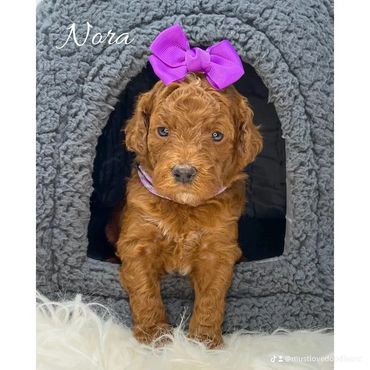 Mini Goldendoodle