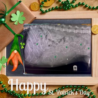 F1bb Goldendoodle puppy