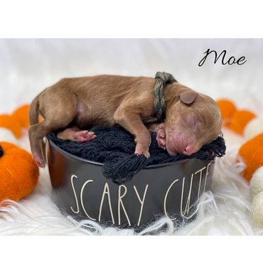 F1b Labradoodle puppy