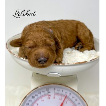 F1b Goldendoodle Puppy
