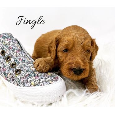 F1b Goldendoodle Puppy
