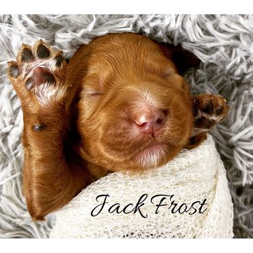 F1b Goldendoodle Puppy