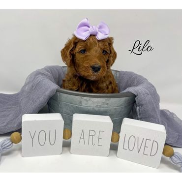 F1b Goldendoodle Puppy
