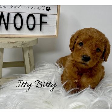 F1b Labradoodle Puppy