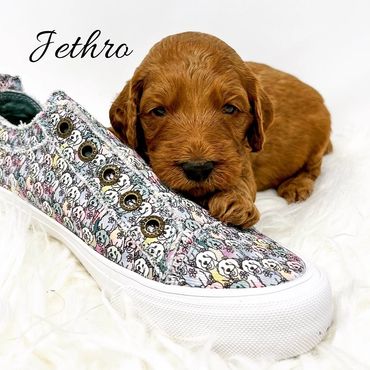 F1b Goldendoodle Puppy