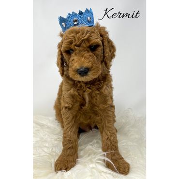 F1bb Goldendoodle puppy