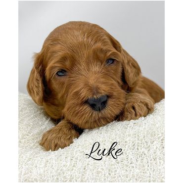 F1b Goldendoodle Puppy
