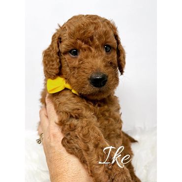 F1b Labradoodle Puppy