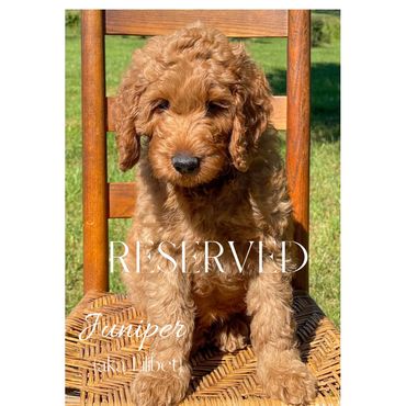 F1b Goldendoodle Puppy