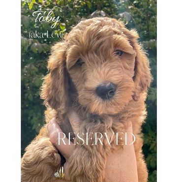 F1b Goldendoodle Puppy