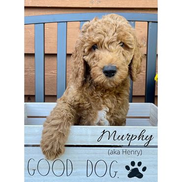 F1b Goldendoodle Puppy