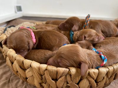 F1b Goldendoodle Puppy