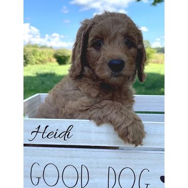 F1b Goldendoodle Puppy