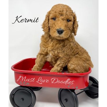 F1bb Goldendoodle puppy