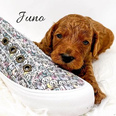 F1b Goldendoodle Puppy