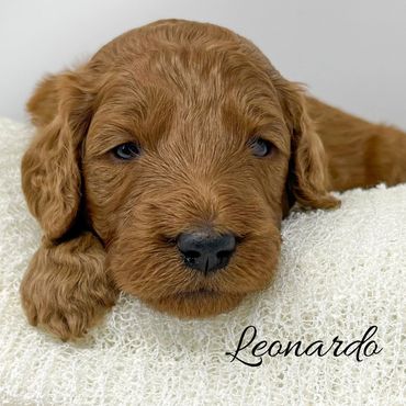 F1b Goldendoodle Puppy