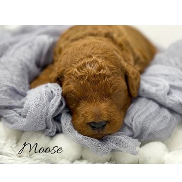 F1b Labradoodle puppy