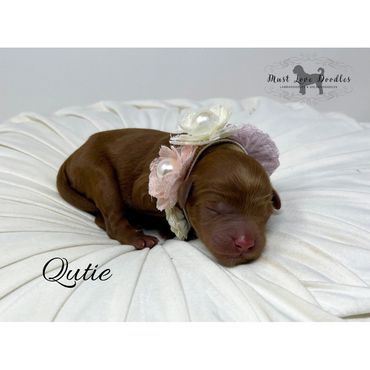 Mini Labradoodle Puppy