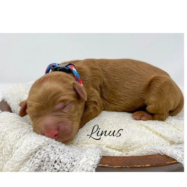 “Linus”-Red,White&Blue Collar Male