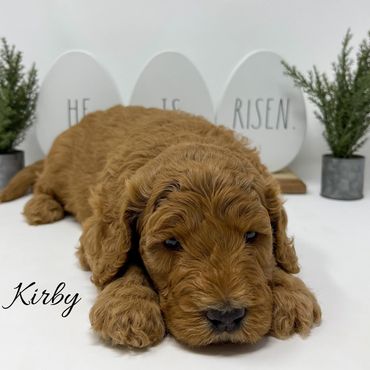 F1bb Goldendoodle puppy