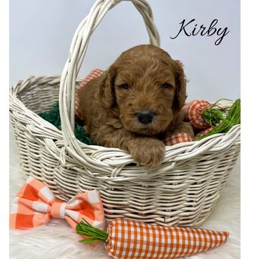 F1bb Goldendoodle puppy